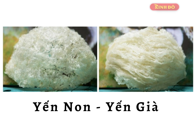 yến non và yến già